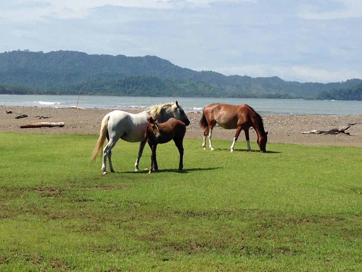 Blue Zone Retreat Villa Nicoya Exterior photo
